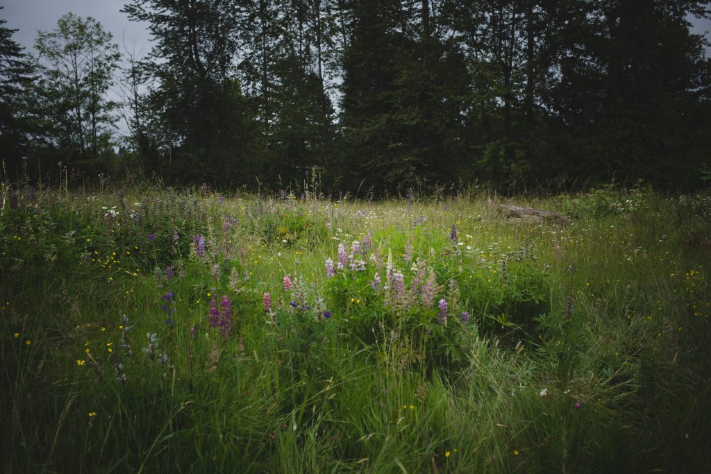 Wildflower meadow at Wine and Roses Country Estate Photographed by Amanda Howse
